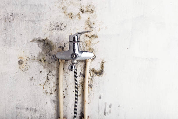 Best Residential Mold Removal  in St Cloud, MN