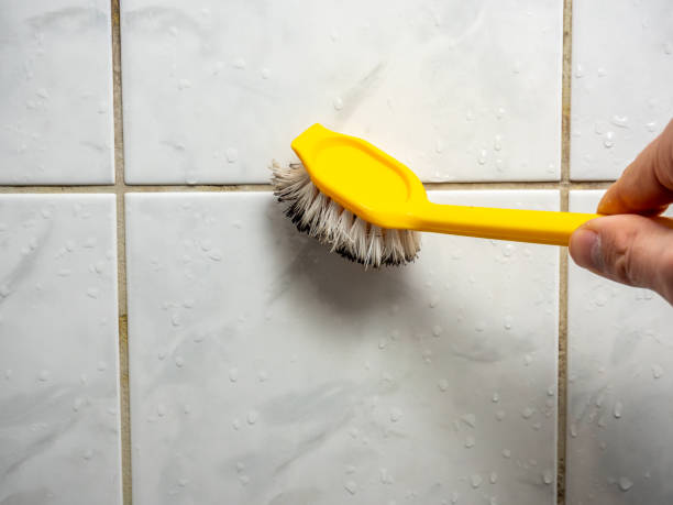 Best Mold Damage Repair  in St Cloud, MN