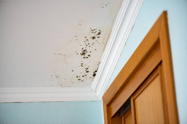 Office Mold Removal Services in St Cloud, MN