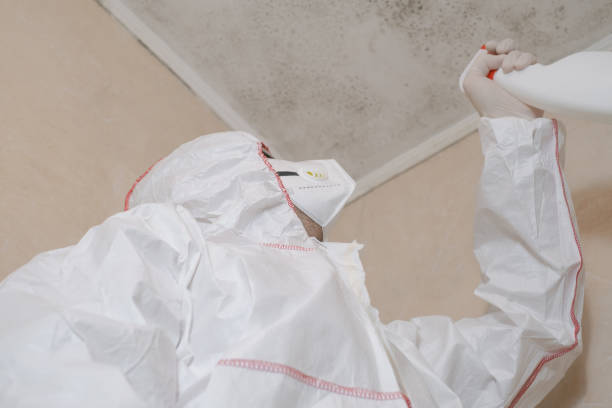 Best Emergency Mold Removal  in St Cloud, MN
