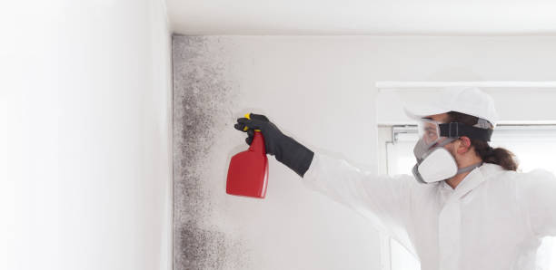 Best Office Mold Removal Services  in St Cloud, MN