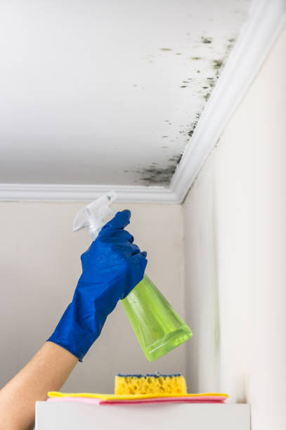 Home Mold Removal in St Cloud, MN
